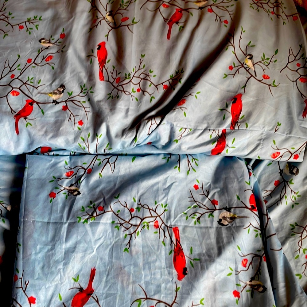 Robin birds style